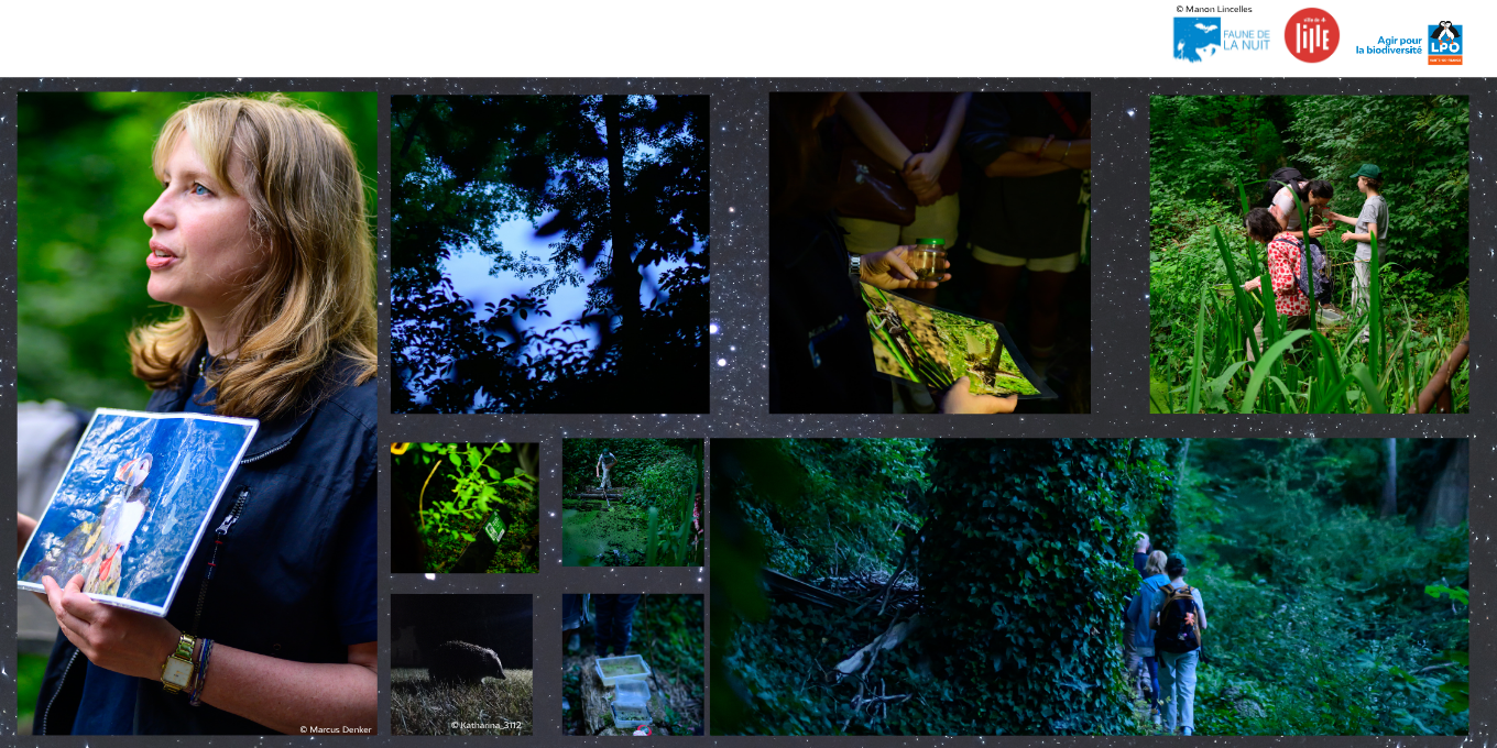 Faune de la nuit : retour sur la première animation